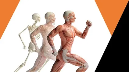 Curso Gratuito - Anatomia Humana: Sistema Articular