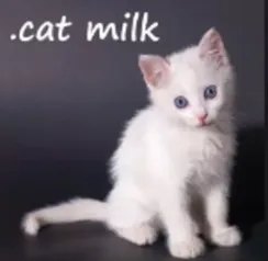 .cat Milk