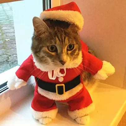 Fantasia de Noel para Gatos