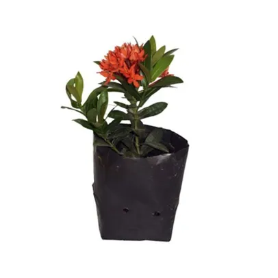 Flor Ixoria Mini Vermelha Saq 30