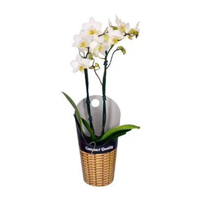 [ REGIONAL ] Orquídea Phalaenopsis Mini Pote 09