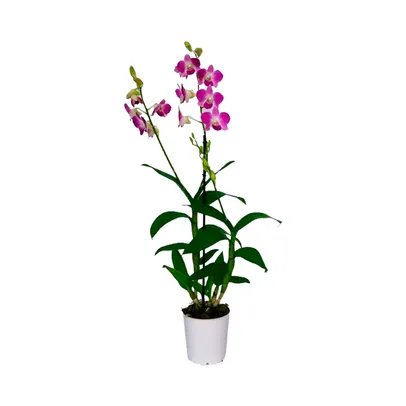 Saindo por R$ 6,99: Orquídea Denphalaen P. 13 | Pelando