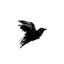 imagem de perfil do usuário blackbird