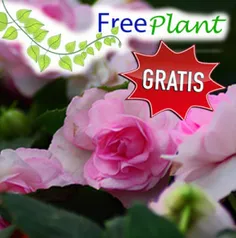 [FreePlant] Sementes de Rosa > GRÁTIS