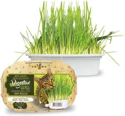 Ipet Green Digestive Grass Graminha Para Gatos 50G IPET - R$14